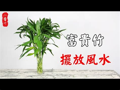 金邊富貴竹風水|開運富貴竹風水指南：如何選擇數量？避免這6個禁忌，提升家庭。